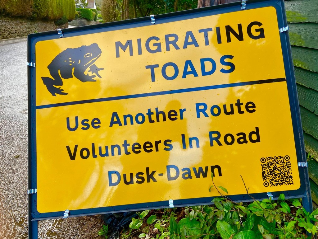 Migrating Toads